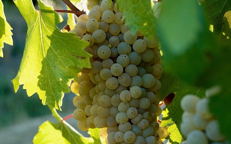 Grechetto grapes