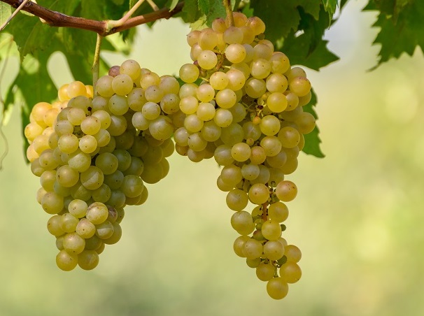 Grillo