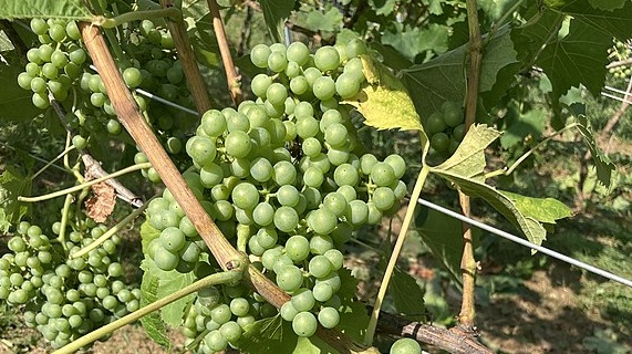 Gros manseng grape