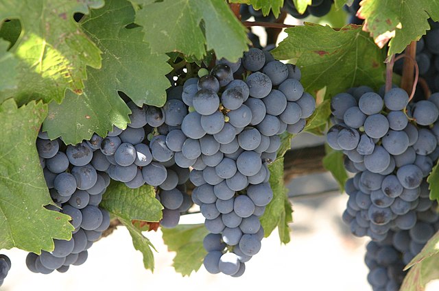 Malbec grapes