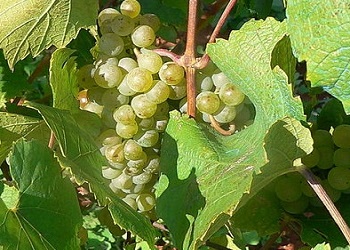 Malvasia