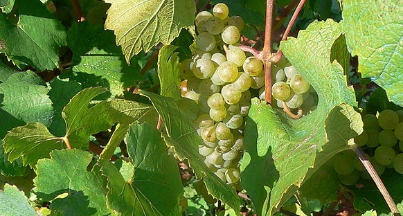 Malvasia grapes