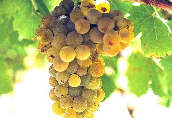 Marsanne