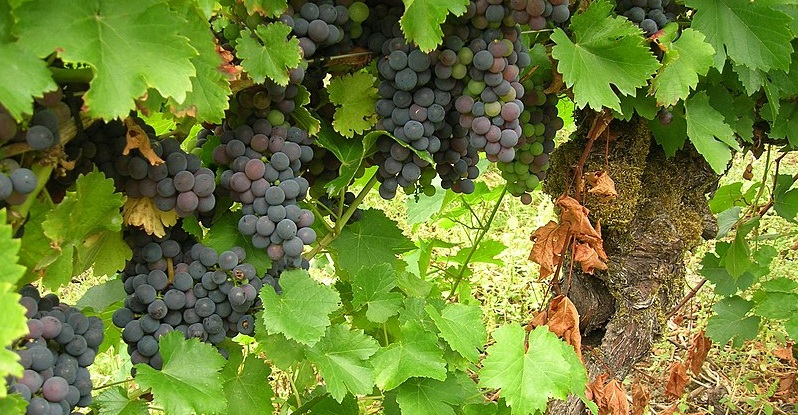 Uva Mencia