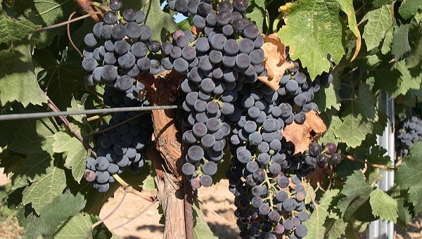 Merlot Grapes