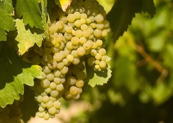 Merseguera