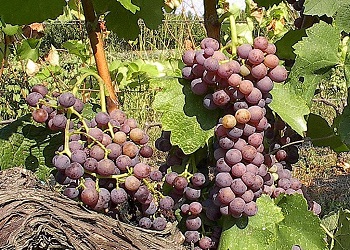 Moschofilero