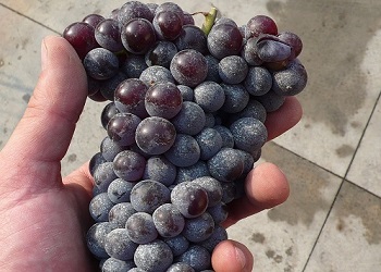 Nebbiolo