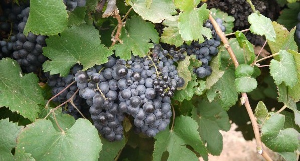 Negrette