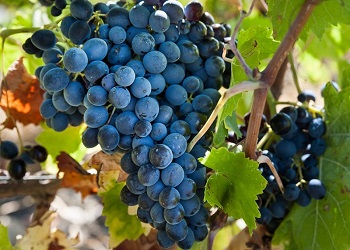 Nero d'Avola