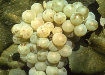 Ondenc
