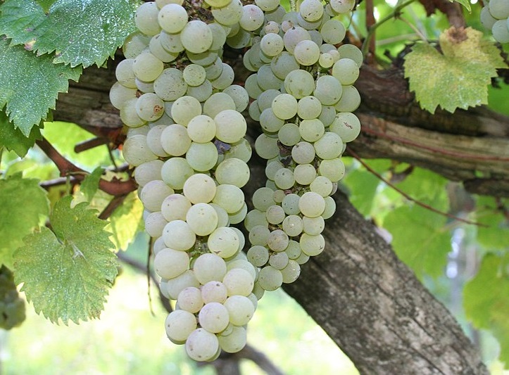 Vitigno Pecorino di Arquata del Tronto