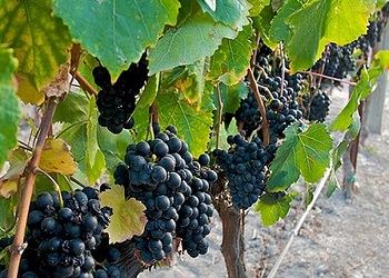 Petit Verdot