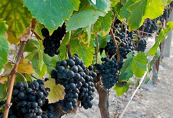 Petit verdot