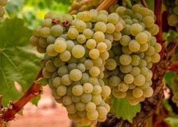Picpoul