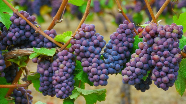 Pinot Gris Grapes