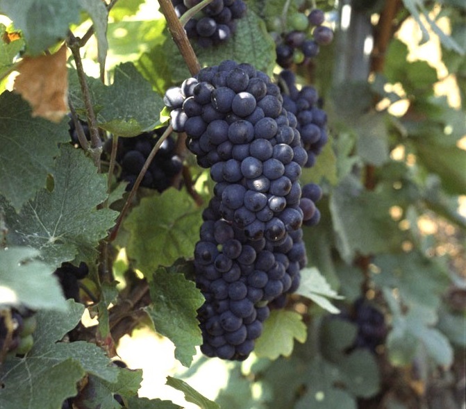 Pinot Meuniere