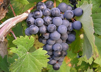 Refosco