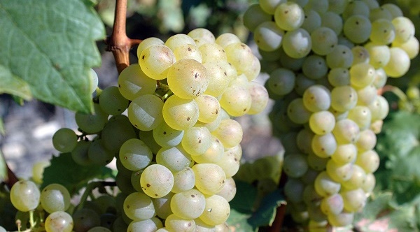 Riesling Grapes