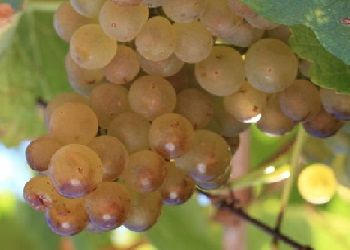 Roussanne