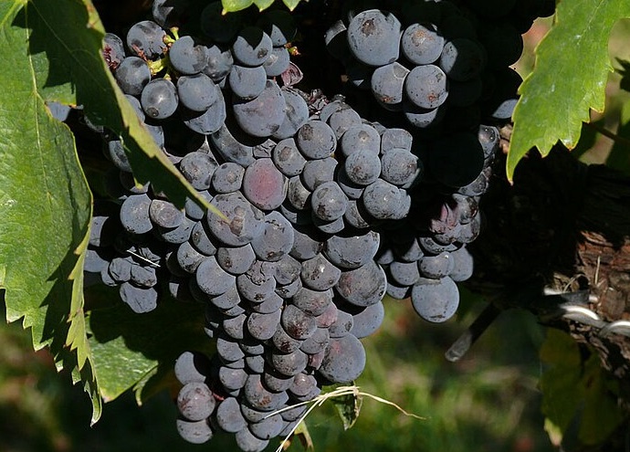 Sagrantino grapes