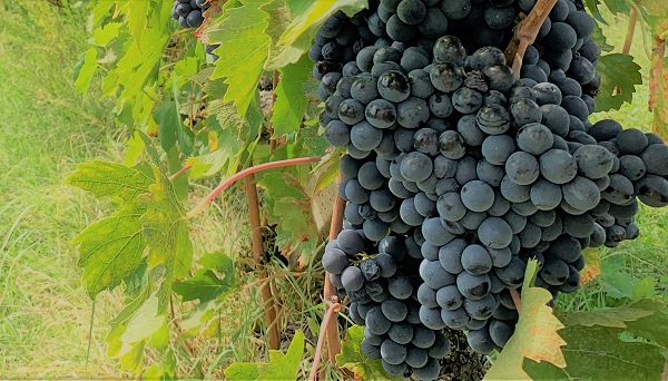 Sangiovese Grapes