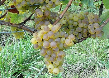 Savagnin