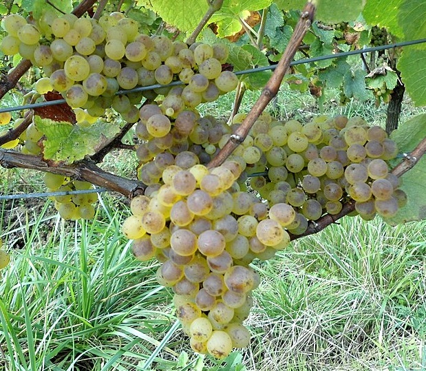 Savagnin