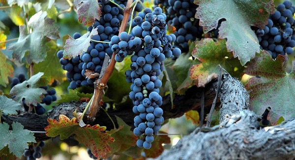 Shiraz Grapes