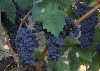 Tempranillo