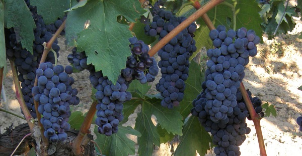 Tempranillo