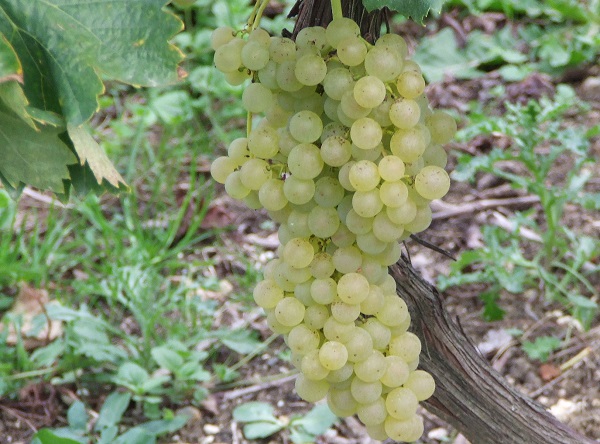 Trebbiano