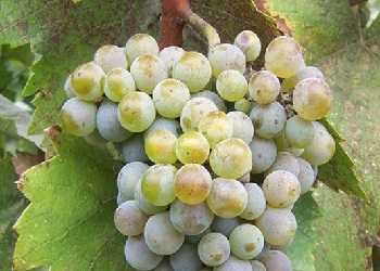 Tsitska