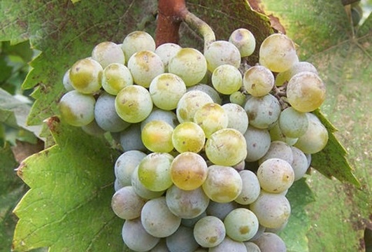 Tsitska