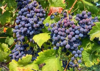 UVa Rara