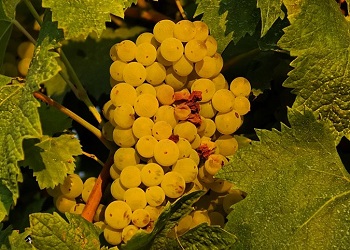 Verdicchio