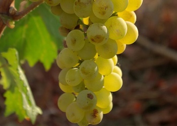 Vermentino