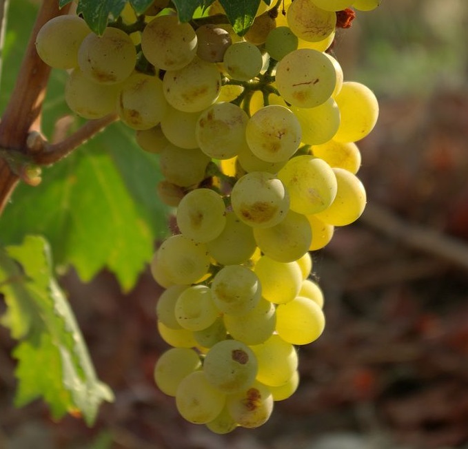 Vermentino