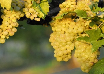 Vernaccia