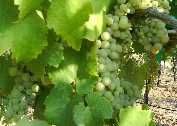 Viognier