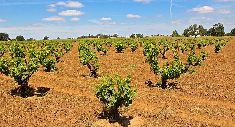 The diminutive old Zinfandel vines of Dogtown Vineyard in Lodi, California.