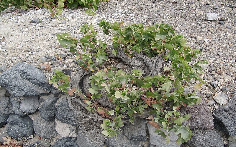 Bush training of unstaked Greek grape vines