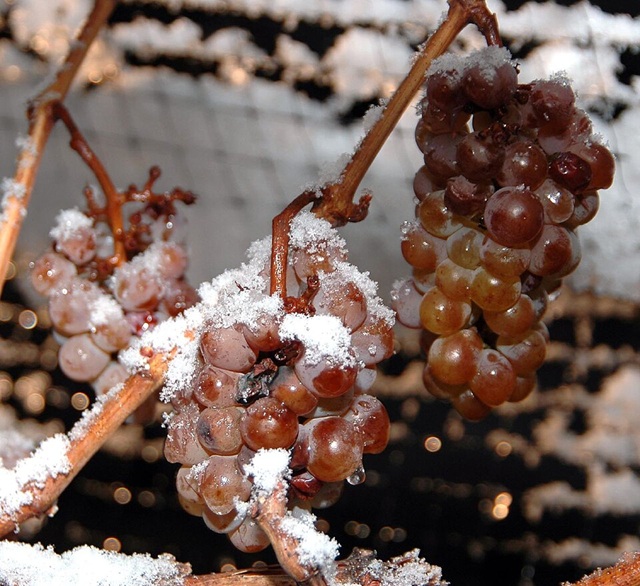 Ice wine grapes