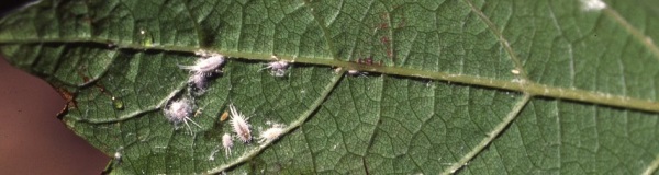 Mealybugs