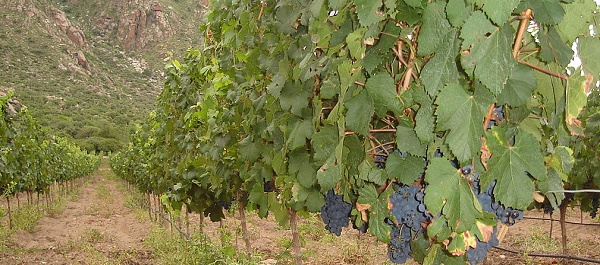 Malbec Grapes