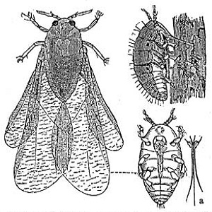 phylloxera