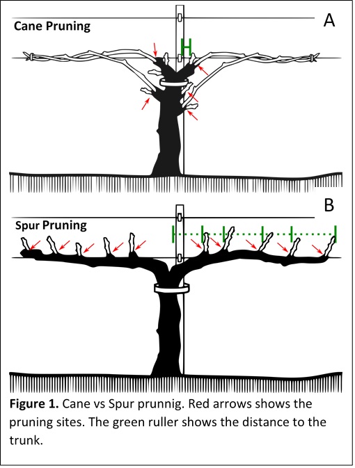 Pruning