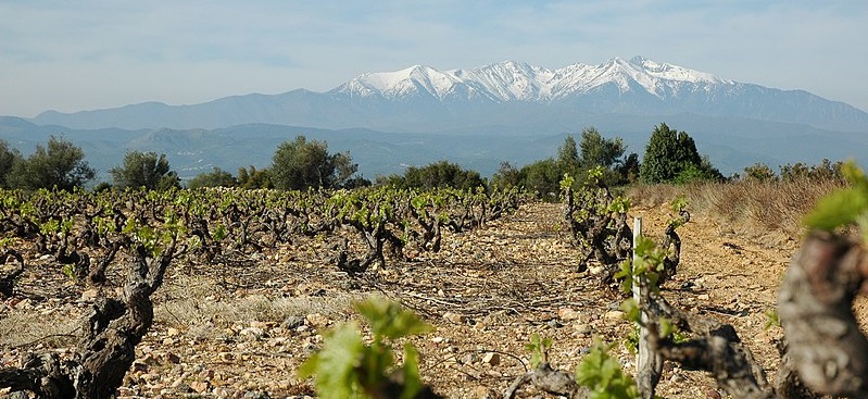 Vinyes a Rivesaltes