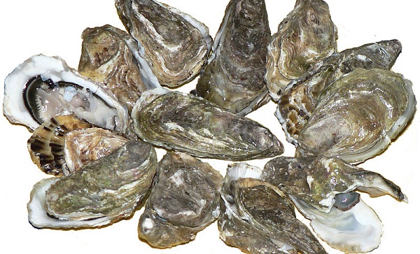 Oysters