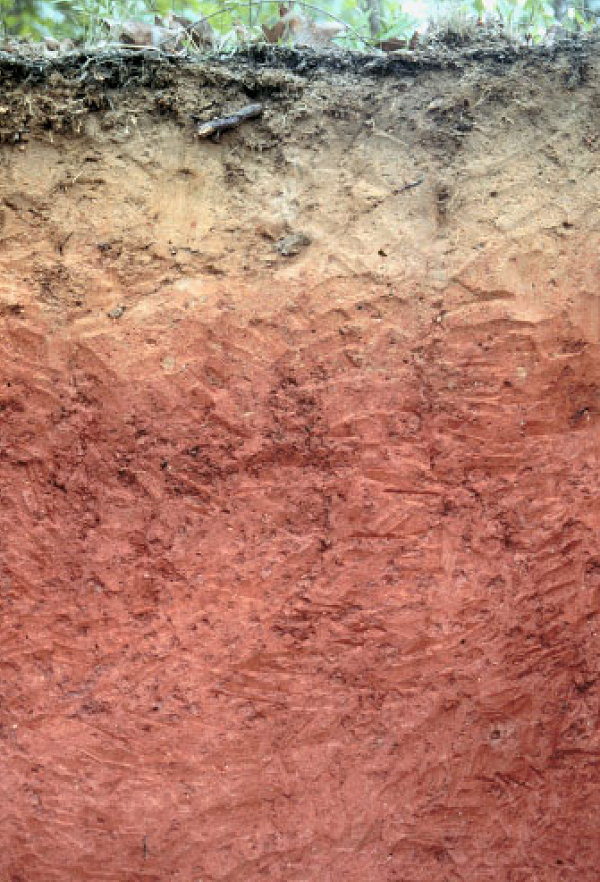 Bama soil